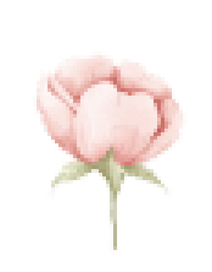 rose-image_image